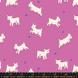 Animal Animal, Baby Goats, Heliotrope