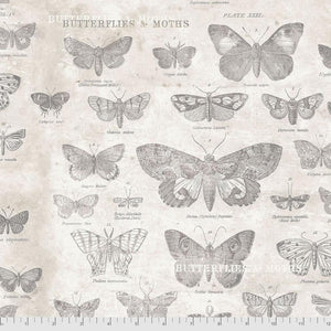 Monochrome, Butterflies, Parchment