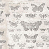 Monochrome, Butterflies, Parchment